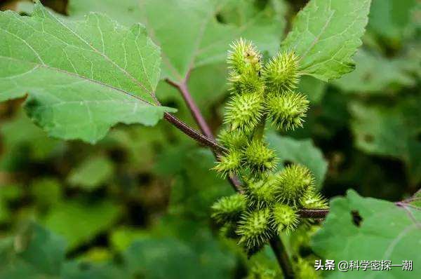 石楠花为什么是精子味（女性内裤发黄洗不掉怎么办）-第8张图片-巴山号