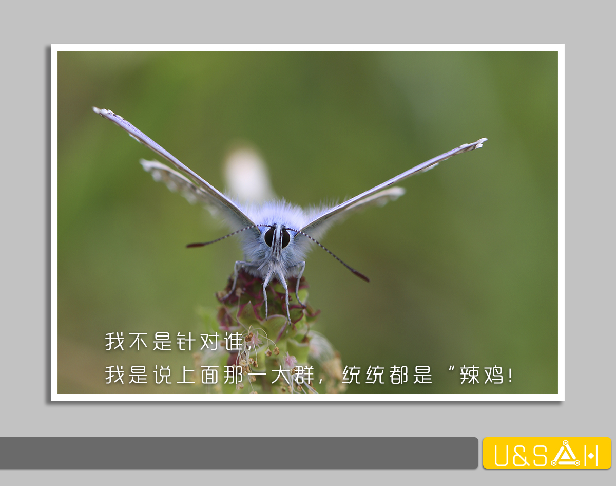 凡美丽的，都是残忍的——你一定想不到蝴蝶是多么的变态