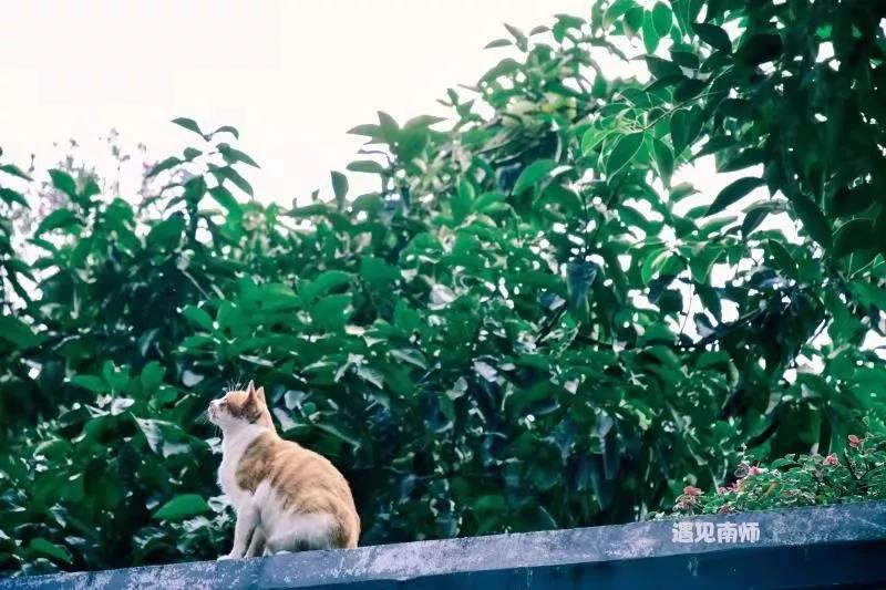 坐标南京，偶像剧拍摄打卡地！2019高考志愿填报，向这所