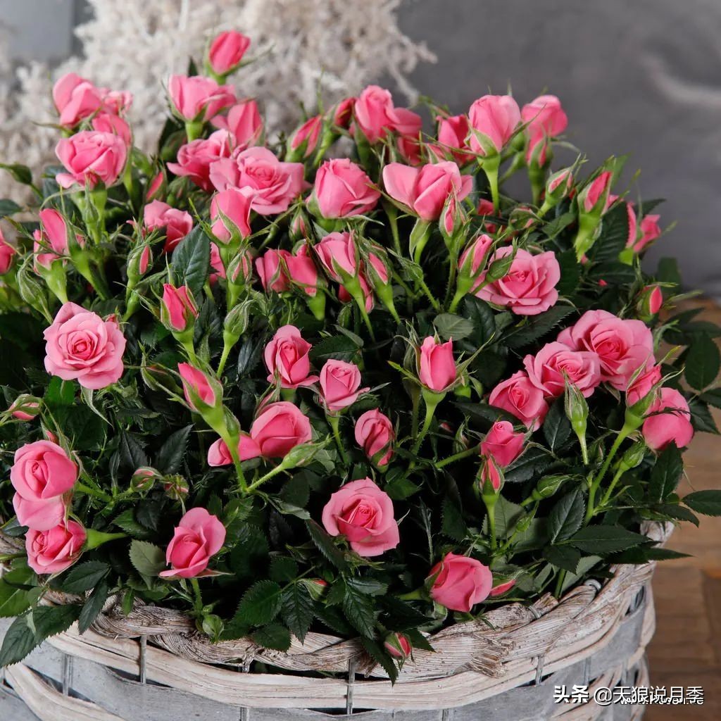 2020世界新品月季大赏，一起来看看都有哪些值得期待的新品种