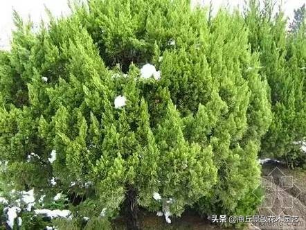 常绿乔木有哪些（70多种常用常绿乔木图例宝典）