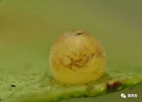 越变态越美丽，蝴蝶科普，数十种美丽蝴蝶一次看个够