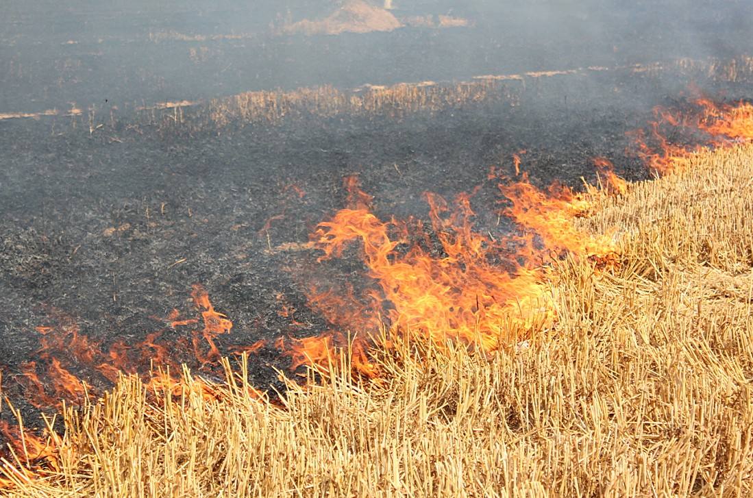 “地球之肺”在燃烧！谁该承担起生态责任？浙大博士后郭喨为你解析！