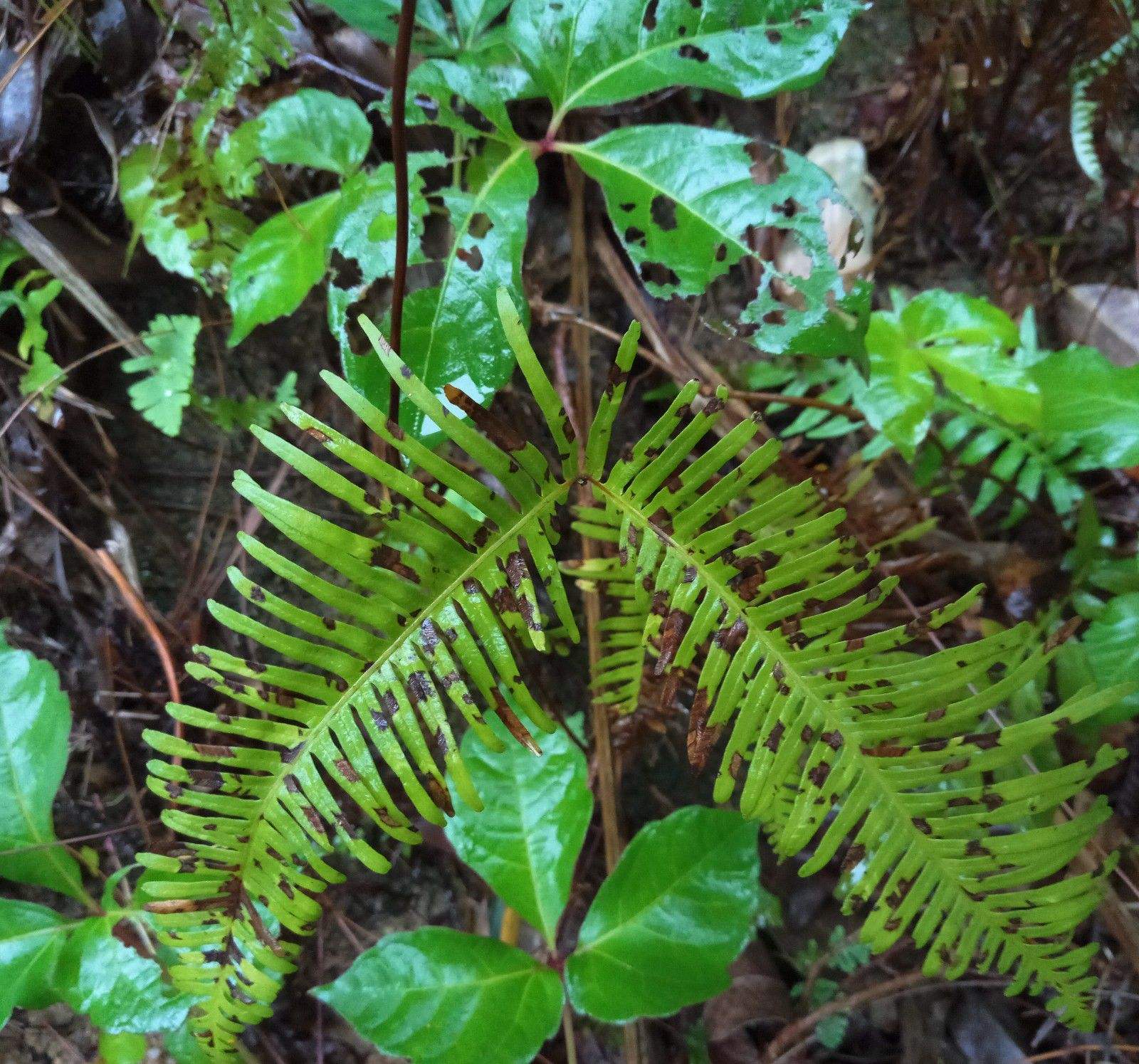水蕴草(乡下人都喜欢踩它,却不知它叫"蜈蚣草",能治咬伤,你认识吗?