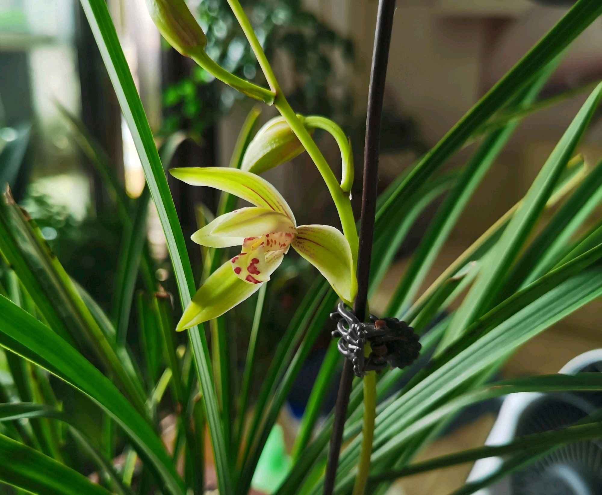 金边建兰为什么一直发芽不会开花?分盆换房子,花开不停歇