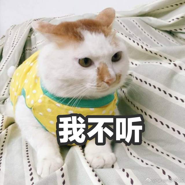 给猫咪取什么名字，其实代表你的性格，准