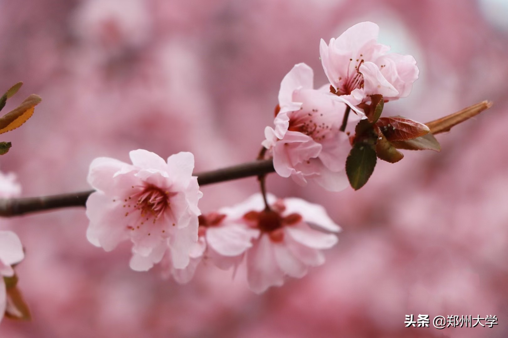 绝美！快来评选你心中最美的郑大“校花”