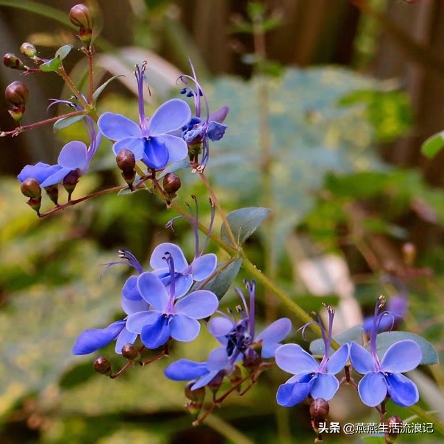 蓝蝴蝶花泡水喝的功效（蓝蝴蝶泡水喝的功效与禁忌）-第6张图片-巴山号