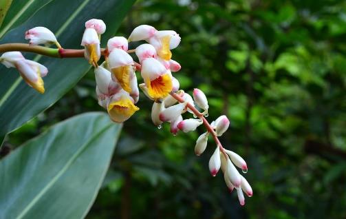 娉娉袅袅十三余豆蔻梢头二月初 古诗词中的豆蔻少女并非纯洁美好