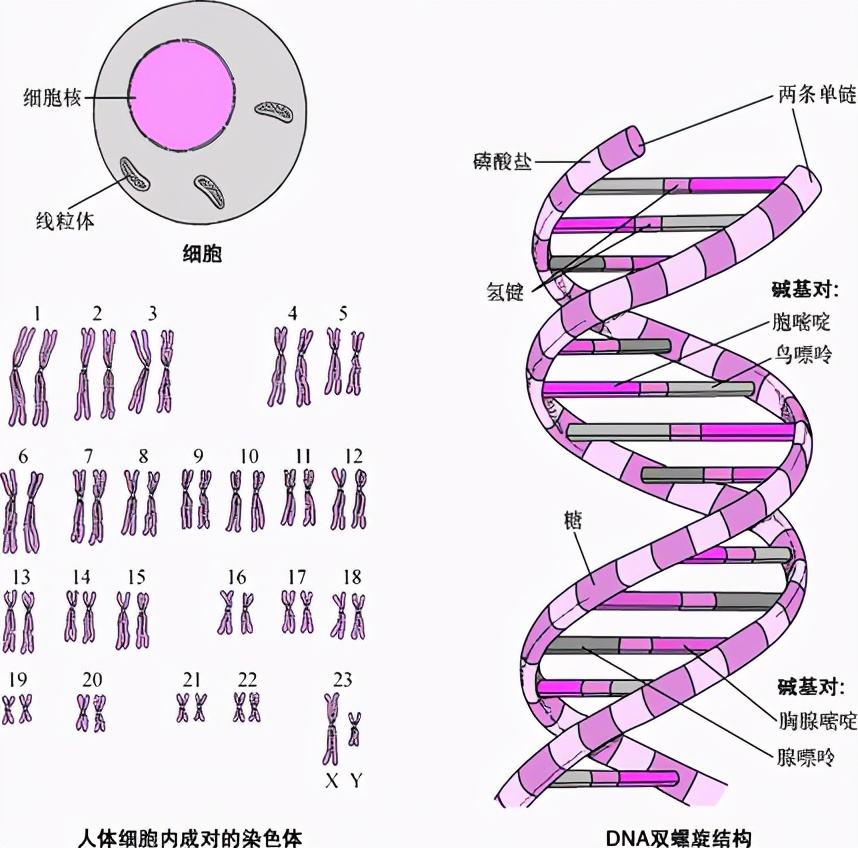 卢旺达婴儿的头部呈三角形，形似外星人，这究竟是怎么回事？