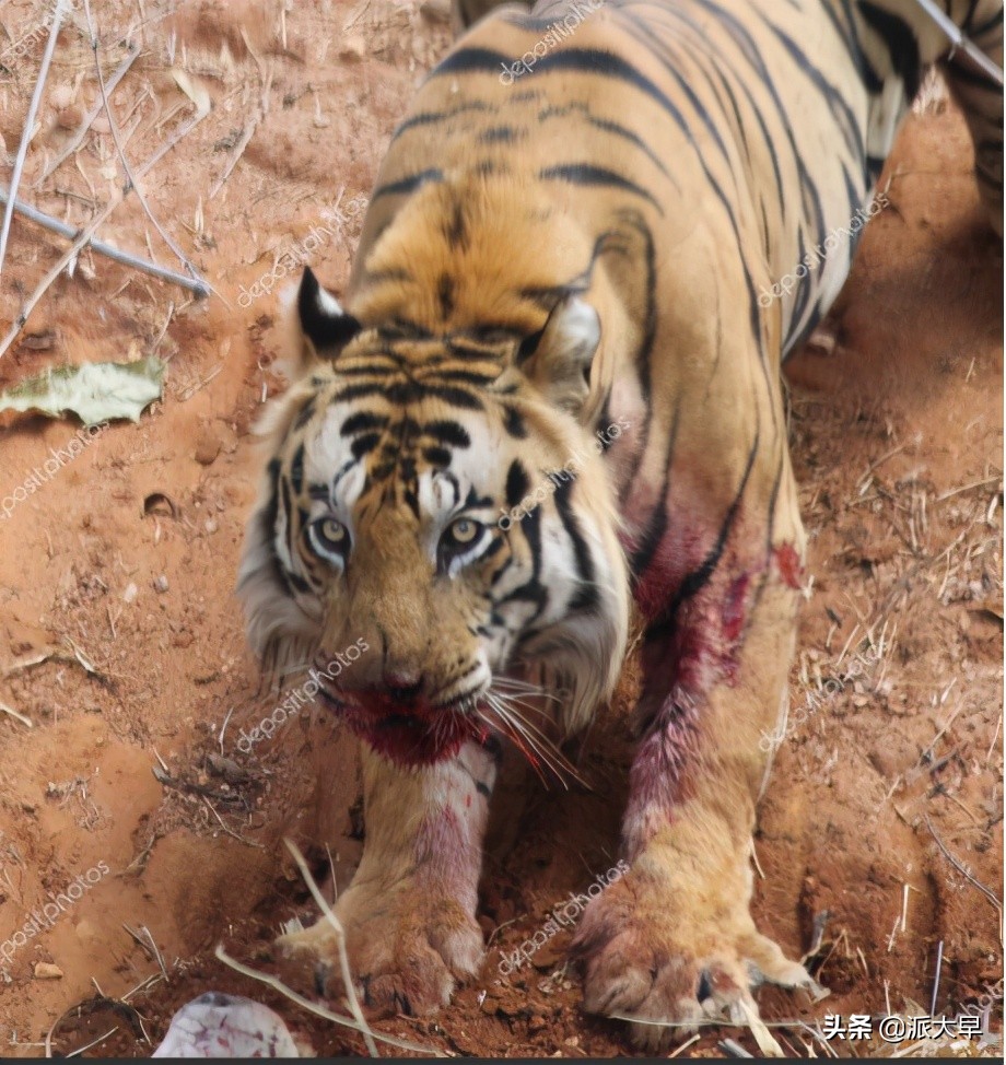 刺虎——现代社会中真实的矛猎老虎记录