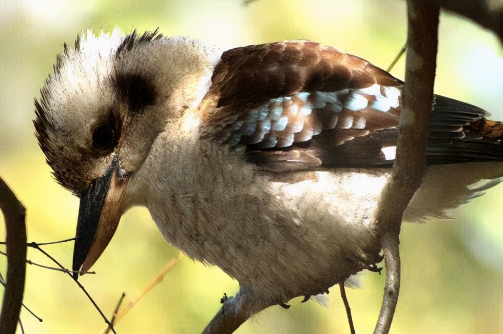 据动物学家研究:笑翠鸟捕蛇的原因,并不是为了食用,而是为了保护自己