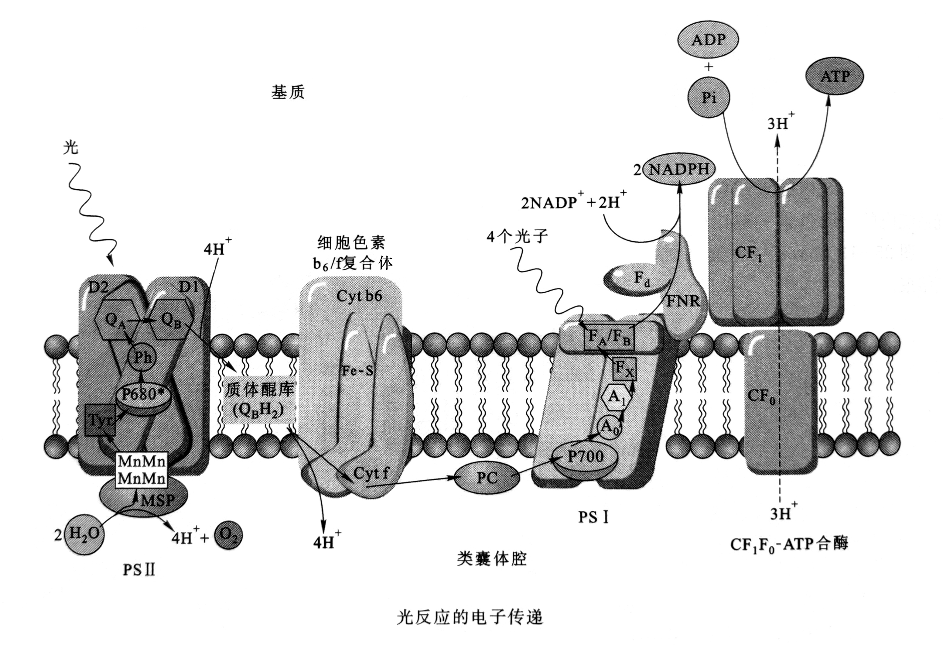 光反应过程图解图片