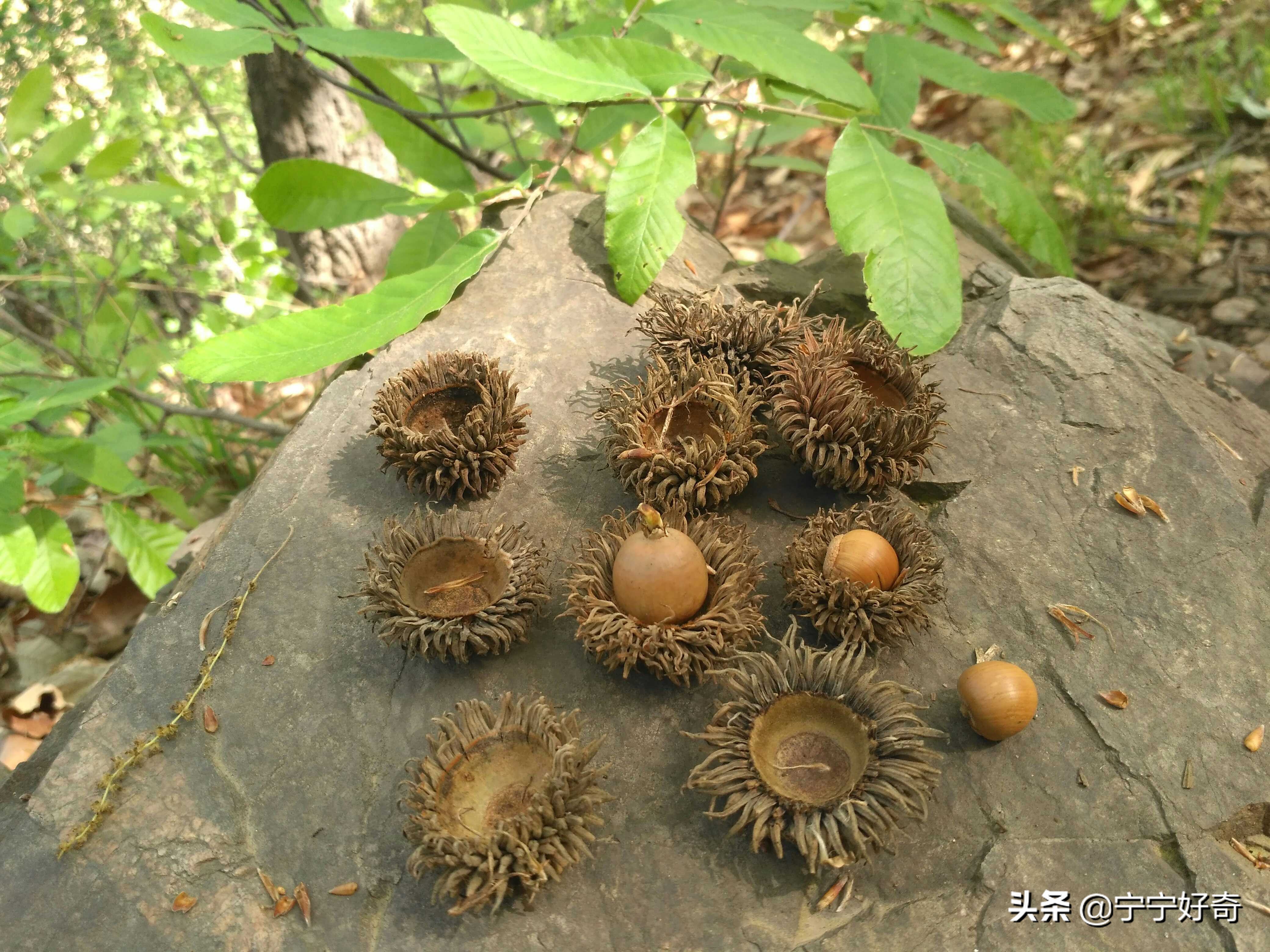 这里盖房，你家将来会出秀才！听了风水先生指点，哥俩为房子拚了