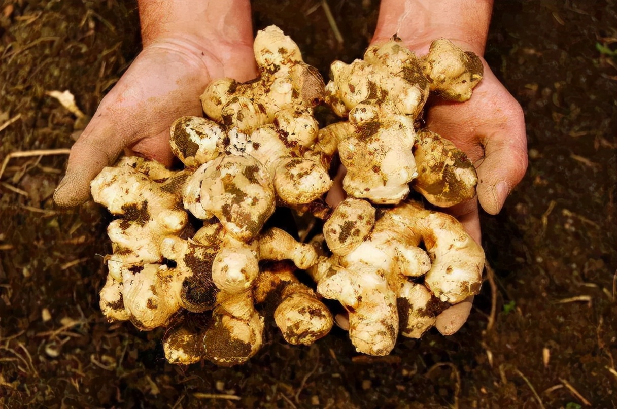 野生山姜图片(洋姜) - 赤虎壹号