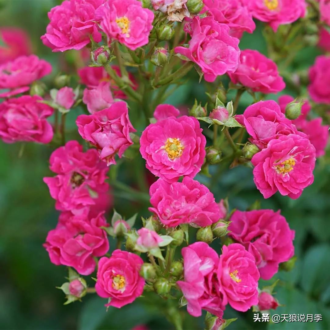 2020世界新品月季大赏，一起来看看都有哪些值得期待的新品种