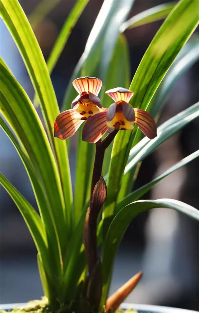 大雪素兰花图片(最适合养兰初学者的) - 赤虎壹号