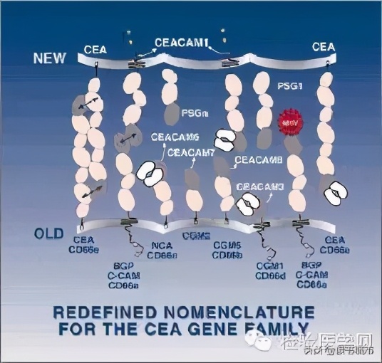一起认识肿瘤标志物之一癌胚抗原