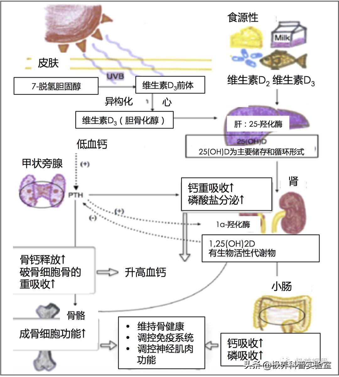 一文带你了解补钙五大核心争议
