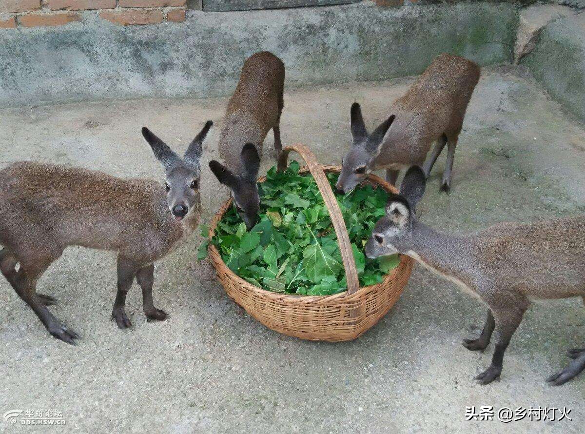 像现在一头种麝的价格基本在5万元左右,就算幼崽的价格也达到了3万元