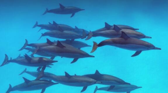 为什么鲨鱼会害怕海豚？海豚到底有什么本事？