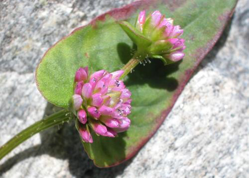尼泊尔有哪些中草药_尼泊尔中草药