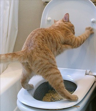 有这6种表现的猫咪，“智商”都很高，你家猫有吗？