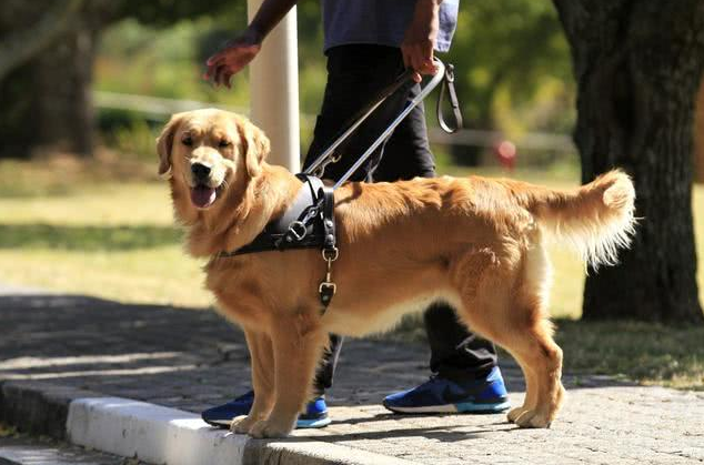 如果你家金毛训练积极,而且注意力集中,很快就能掌握新技能,那说明你