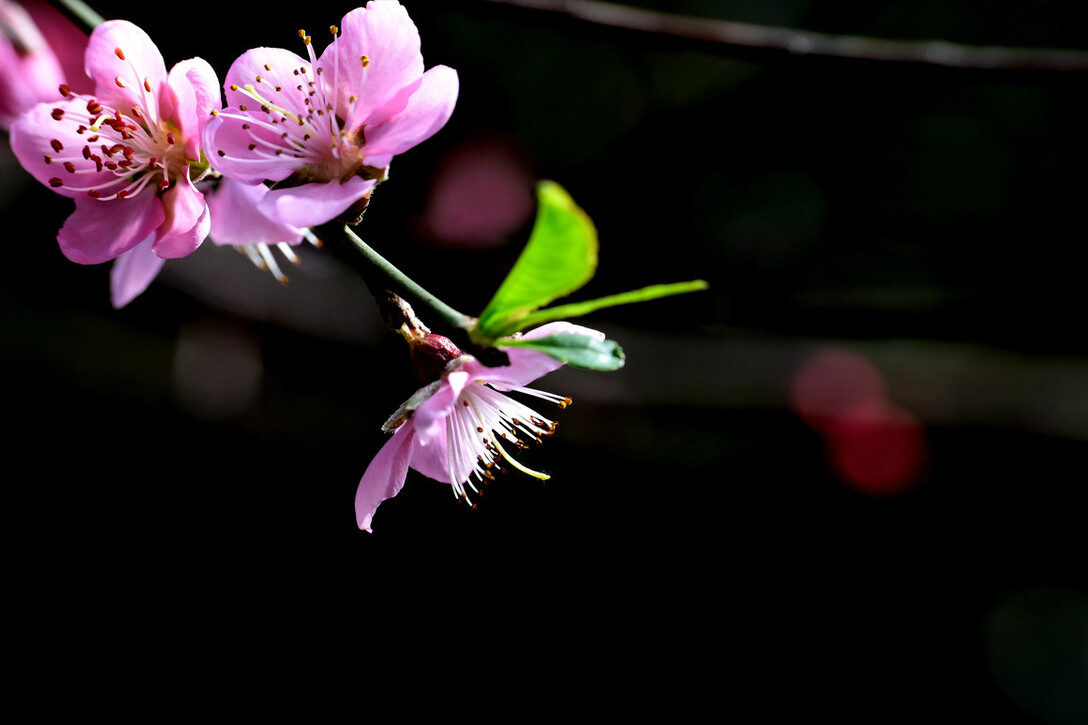 你是我，终生难忘的桃花劫