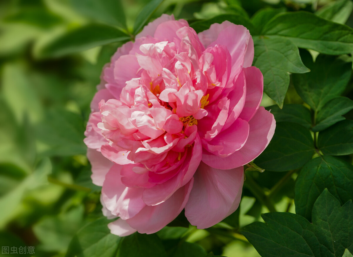 蓝雪花有毒吗（20种常见的安全花家里有孕妇小孩也不怕）