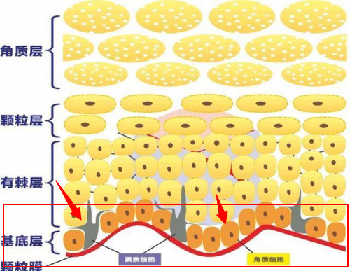 不了解皮肤基础结构和类型,就别谈改善皮肤问题