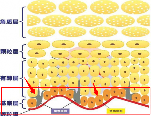 從裡到外分別為基底層,棘層,顆粒層,透明層以及最外層的角質層