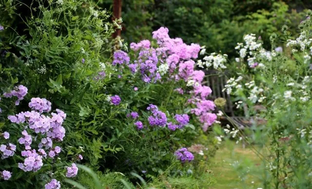 宿根福禄考花期什么时候（夏季里最佳的观花植物）