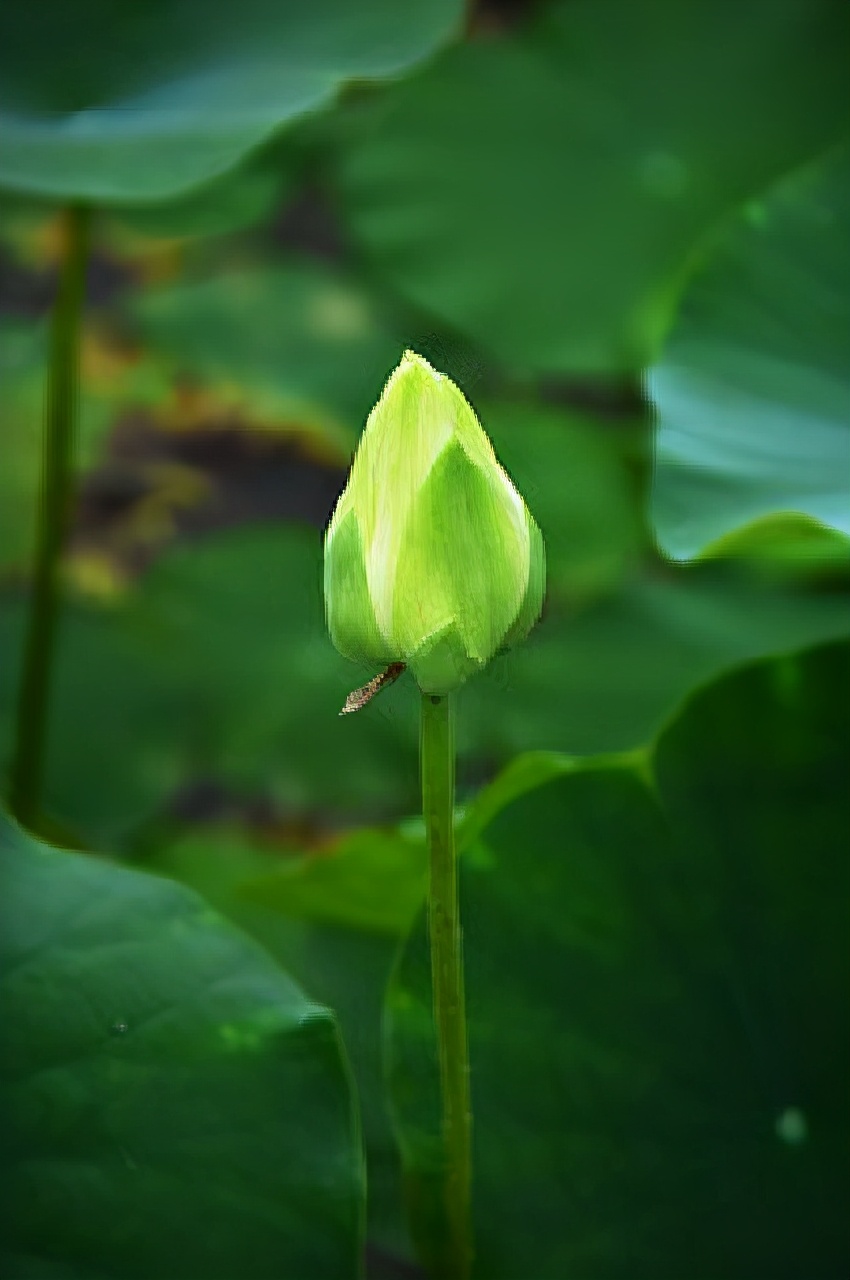 内涵深刻的经典说说，精湛走心，耐人寻味