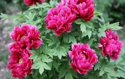 广州市市花是什么（全国56个城市的市花介绍）