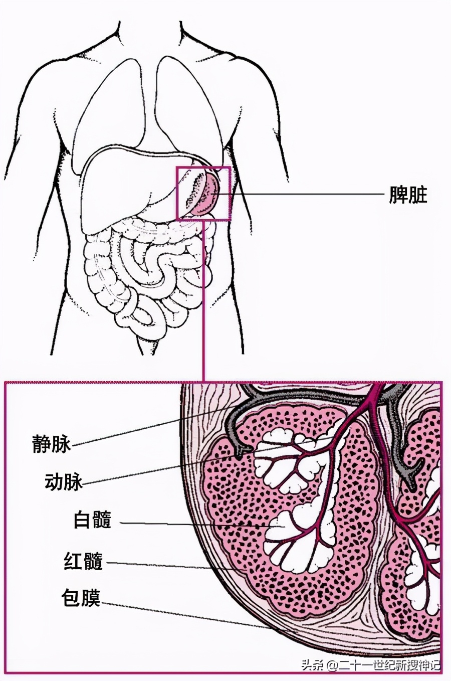 肚脐以下叫什么部位，肚脐以下的部分叫什么