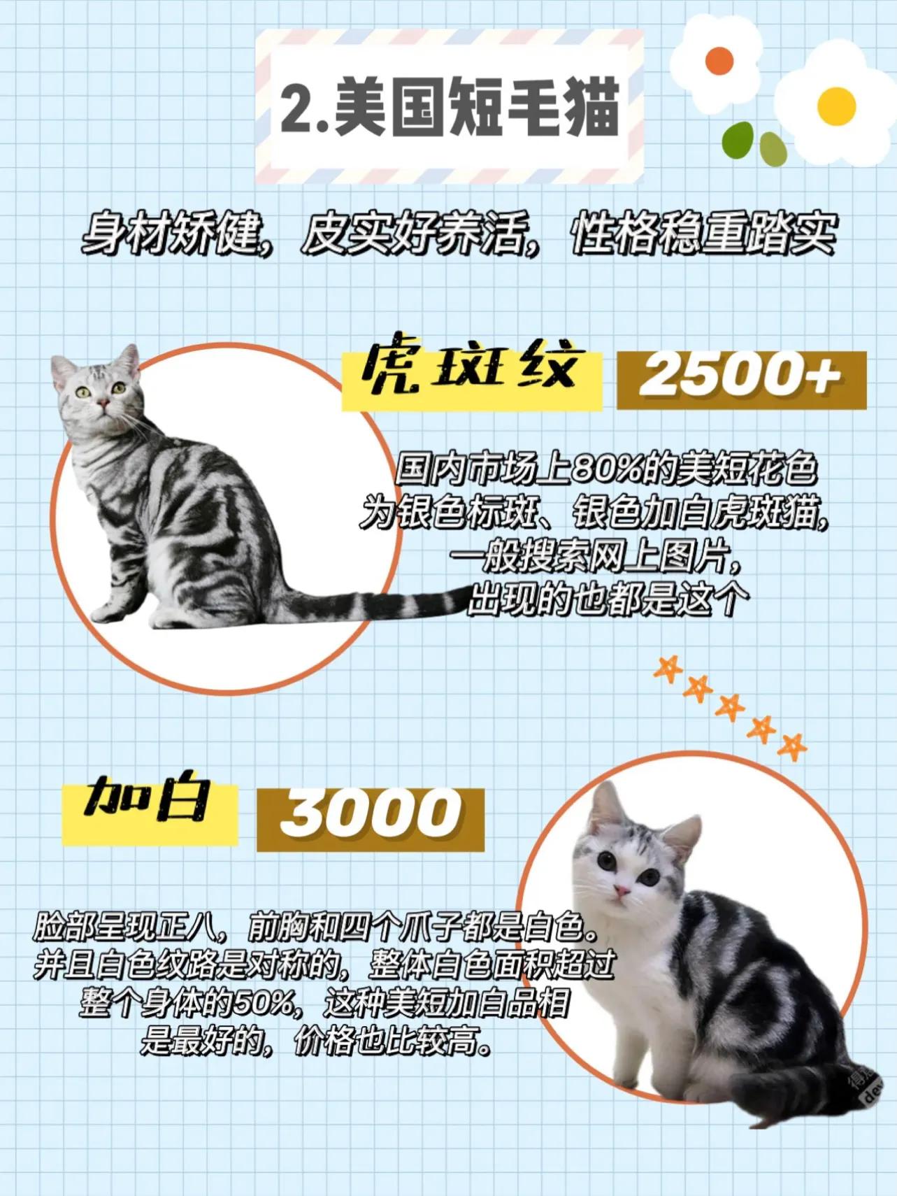 虎斑猫价格,宠物虎斑猫价格