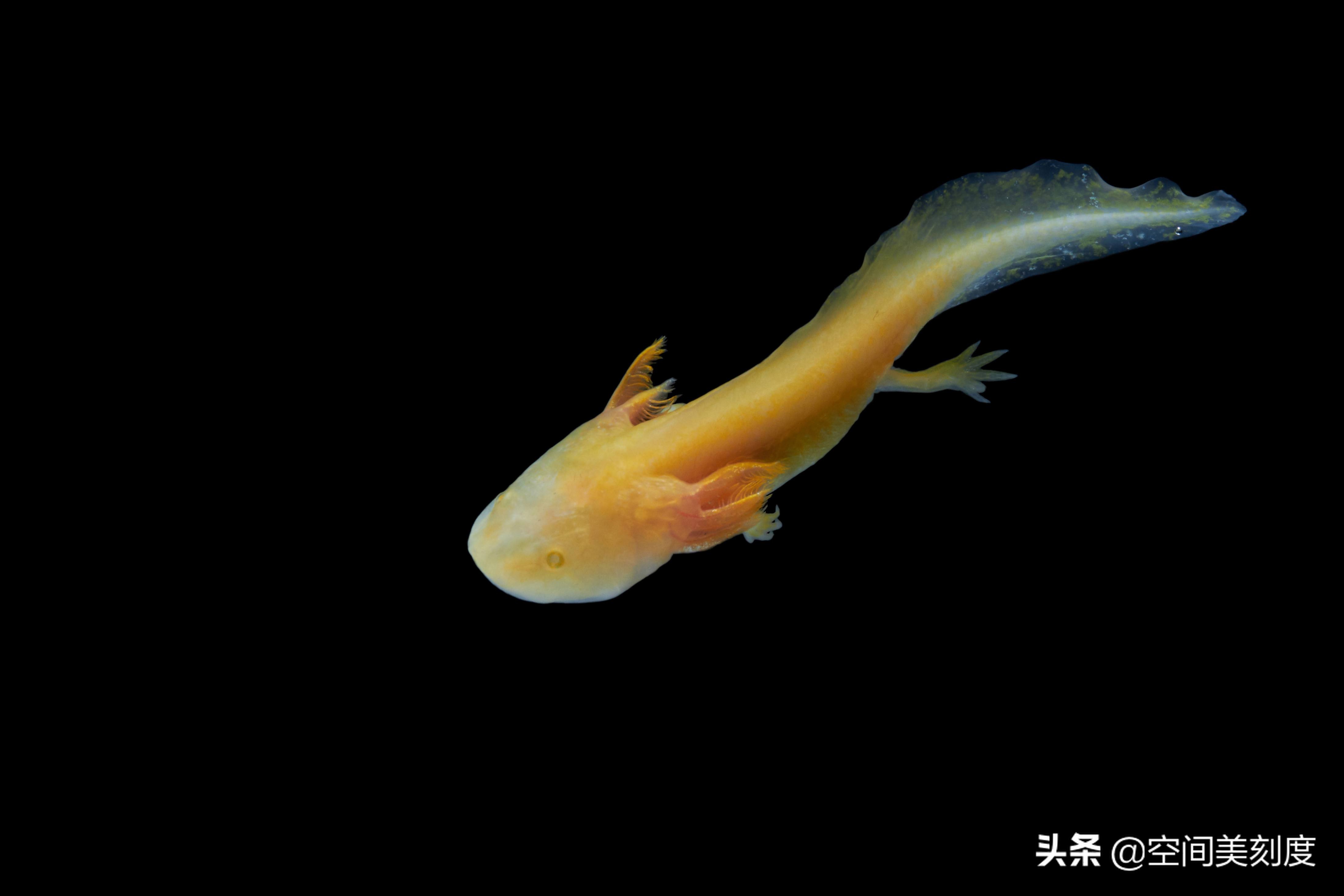 美西鈍口螈(六角龍魚)axolotl