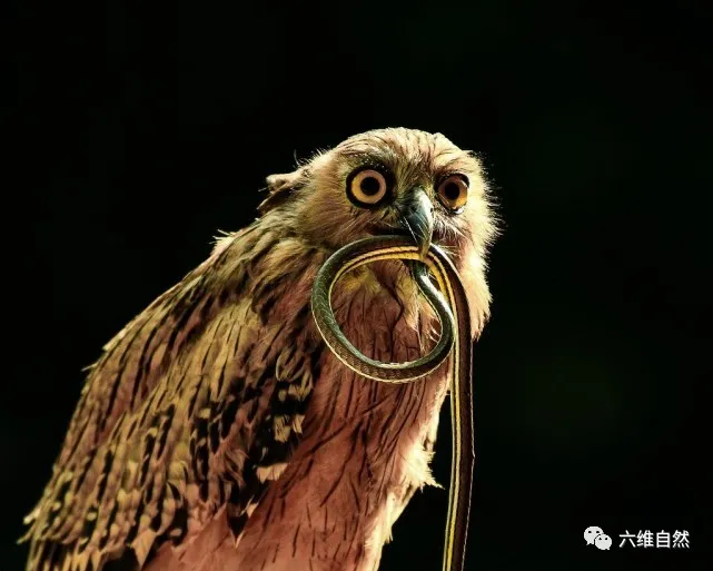 猫头鹰吃蛇吗-生活知识库-动动脑