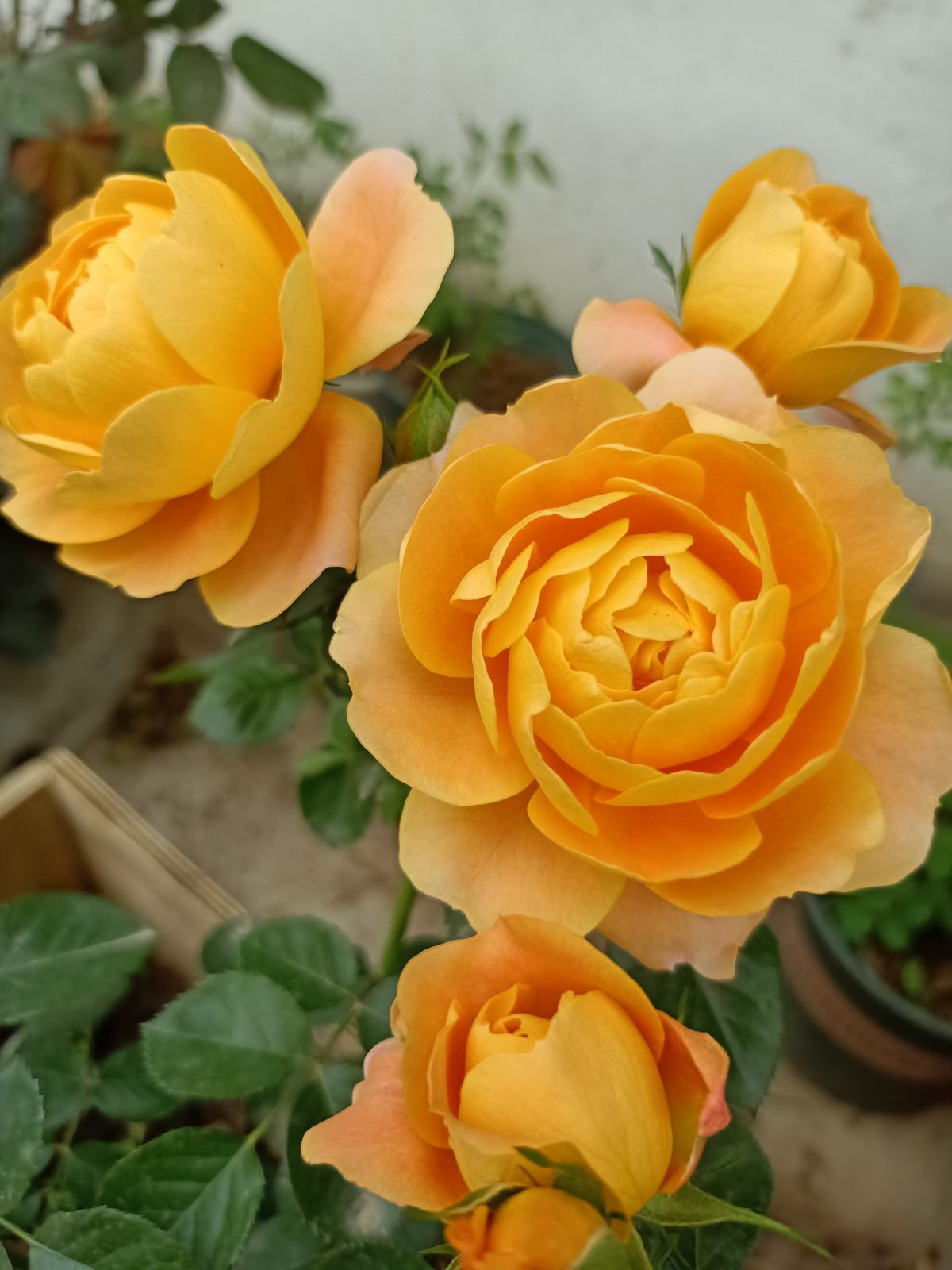 开花多，好养活，抗病虫，这才应该是“真正网红花”