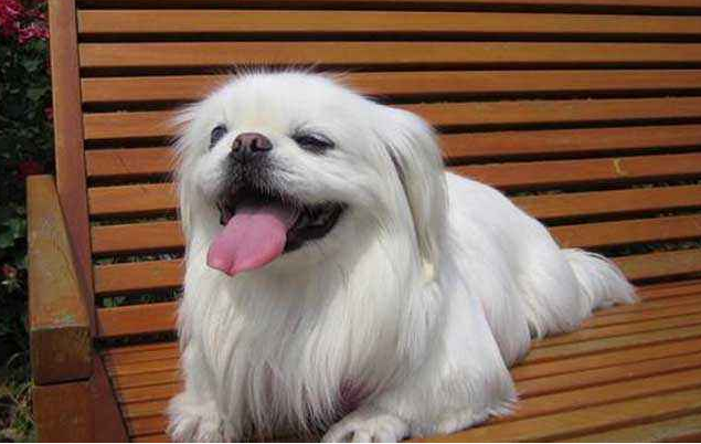 京巴犬漂亮又可爱,现在为啥少人养了呢?原因有七个