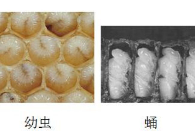 有关蜜蜂的知识有哪些（有关蜜蜂的其他知识）-第10张图片-巴山号