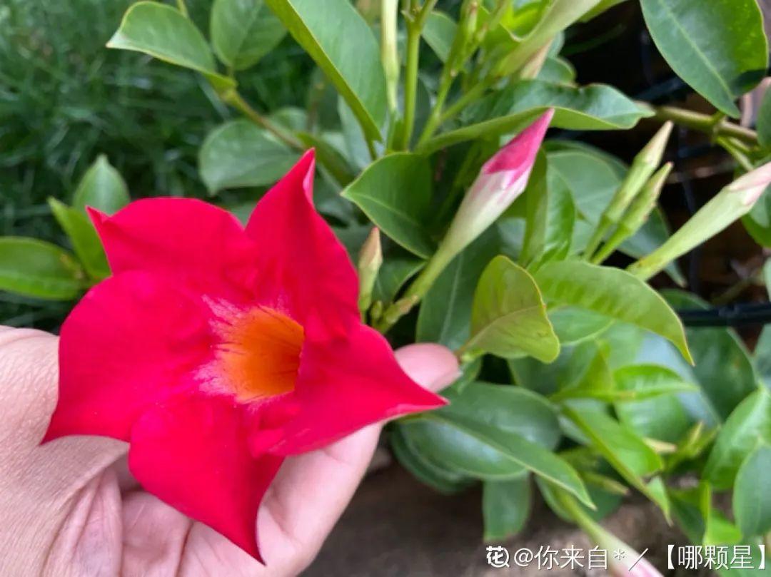 家里养棵爬藤花,防盗窗上养一棵,呼呼开花