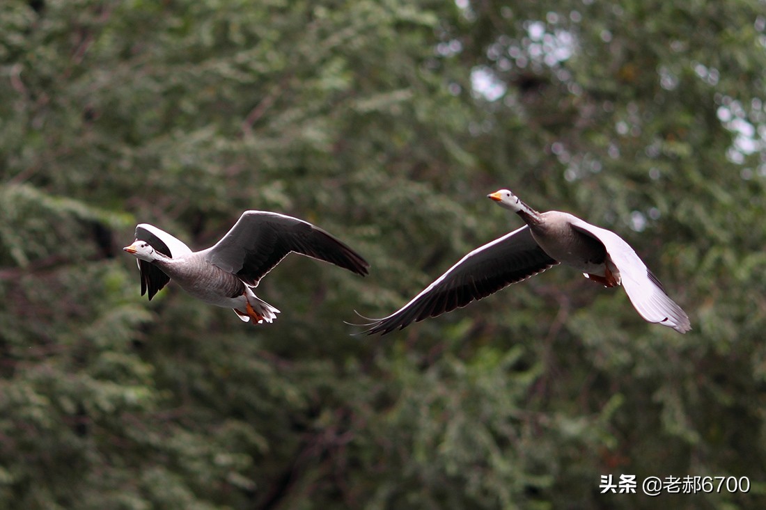 两只大雁飞翔图片图片