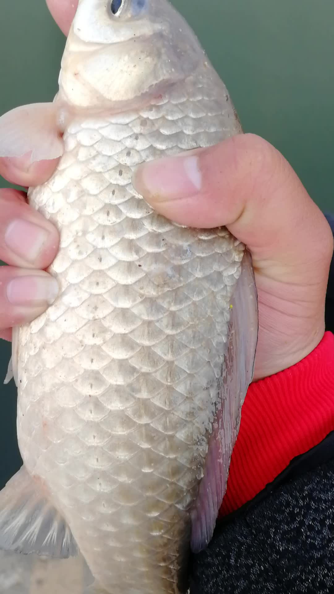 掌握这些钓鲫鱼技巧和钓位选择，你也一样能成为钓鲫高手秒杀对手