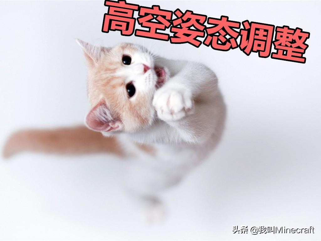 我的世界-我的世界猫吃(chi)什么才能驯服（我的世界的猫吃什么）