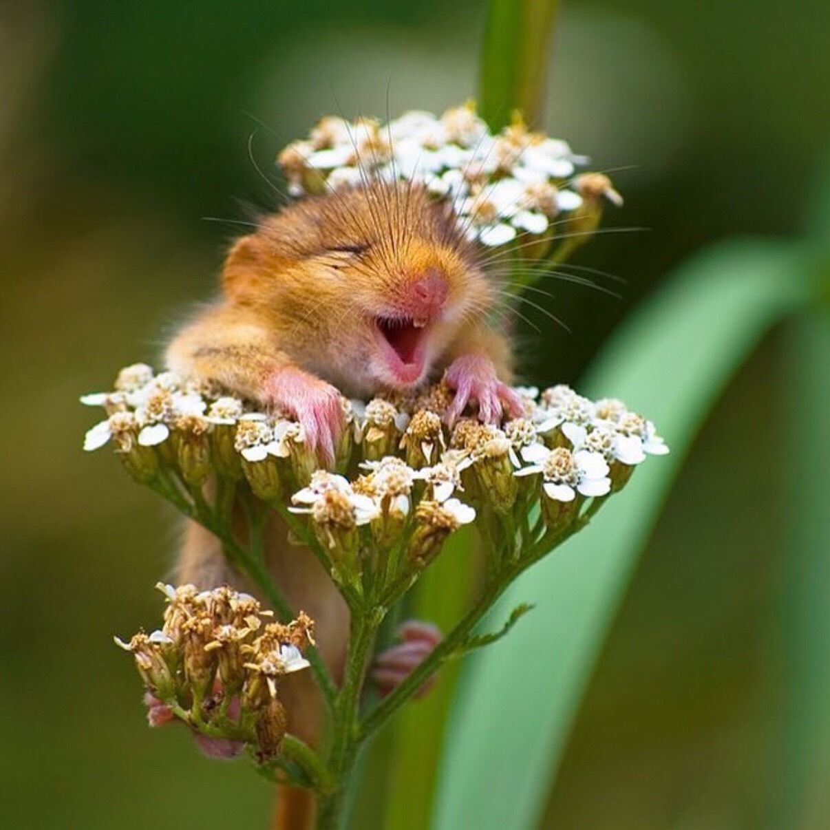 2020高考必备素材 《朗读者》120句精华摘抄，绝佳的高考作文素材