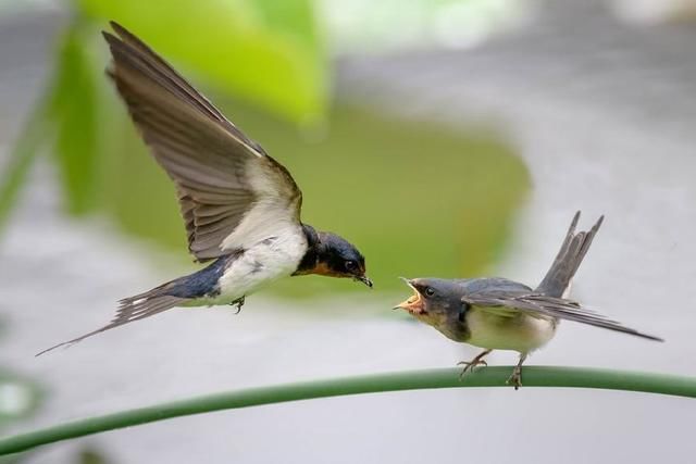 春天来了,燕子飞回来了 燕语呢喃,好美!好亲昵!好温馨!