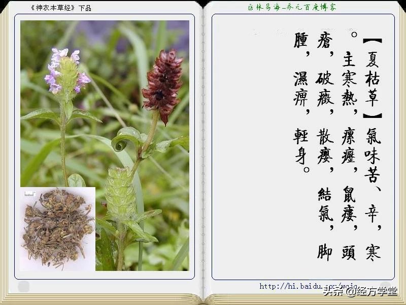 《神农本草经》全册图文解析 建议收藏