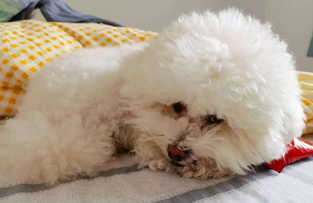 蛋卷儿都离婚了，我却还在单身……